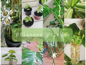 Grüne Kreativität - Zimmerpflanzen retten, pflegen und vermehren